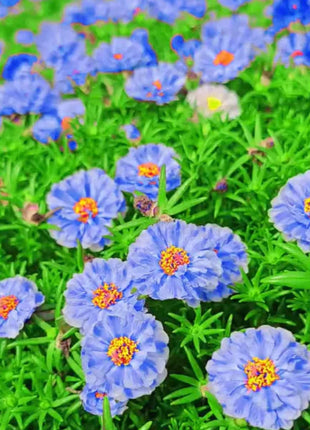 💙Muti-color Portulaca Flower Seeds