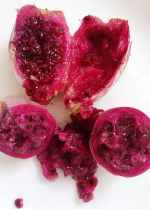 Edible Nopales Prickly Pear Cactus Seeds