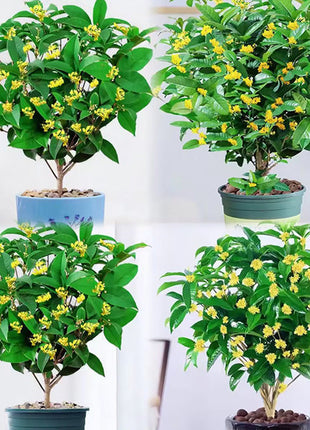 Four Seasons Osmanthus Tree Seeds