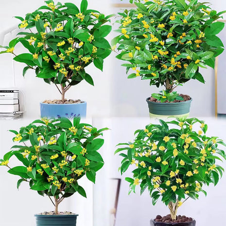 Four Seasons Osmanthus Tree Seeds