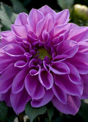 100Pcs Dahlia Bulb Flower Seeds Bonsai Flower