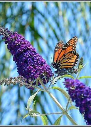 MIXED Colors BUTTERFLY BUSH Buddleia Davidii Flower Shrub Seeds