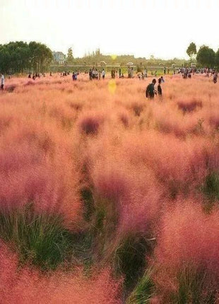100Pcs Muhlenbergia Capillaris