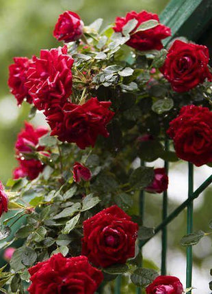 50pcs/Bag Climbing Rose Seeds