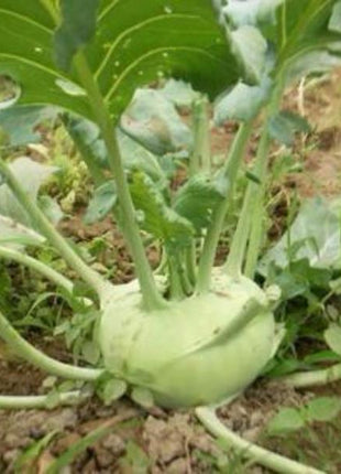 Kohlrabi Seeds