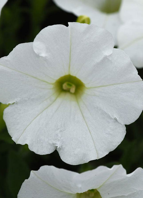 Shock Wave White Petunia Seeds