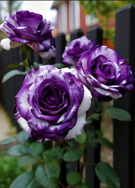 Rare Tricolor Rose 'Watercolor'