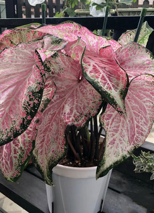 Caladium Peppermint