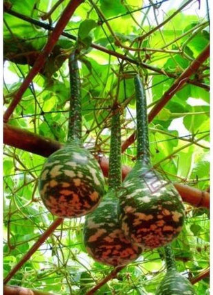 Rare Swan Speckled Swan Bottle Gourds Seeds