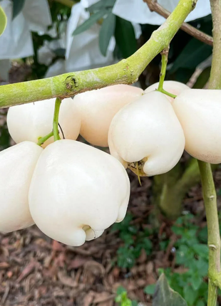 White Jade Lotus Mist Seed🍹