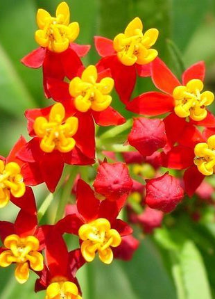 BLOODFLOWER / SUNSET FLOWER SEEDS