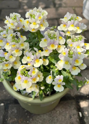 Nemesia Strumosa Benth