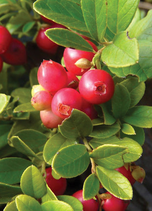 Lingonberry, Koralle