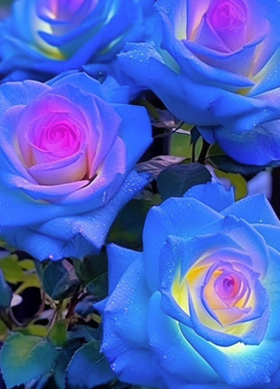 Rare Bag Blue Pink Rose Seeds Scented  Plants  Flowers