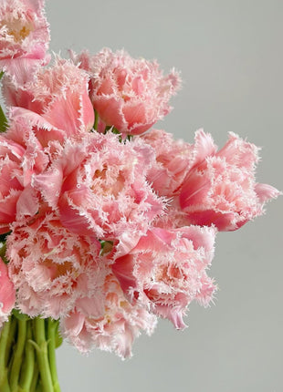 Bonsai Rare Color Tulip Seeds