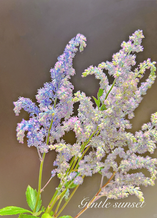 Astilbe Chinensis Seeds-Light Blue