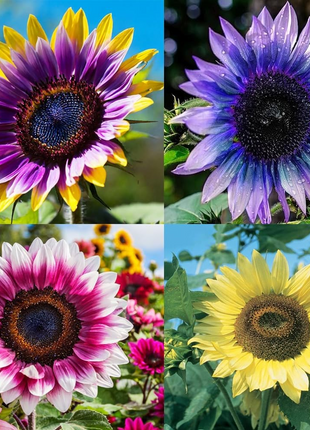 🌻50+ Mixed Color Sunflowers