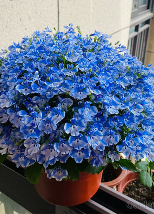 🌈Optimal Carpet Plant✨Creeping Lobelia Erinus Seeds