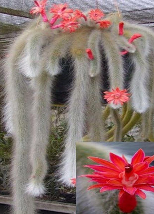 50Pcs Hildewintera Colademononis * Stunning Monkey Tail Cactus