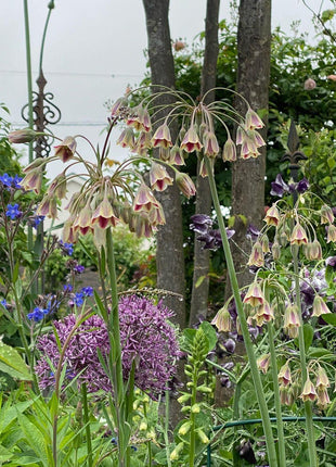 Sicilian Honey Garlic (Bee Lily) Seeds