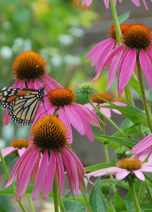 Monarch Butterfly Wildflower Seed Mix