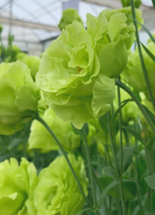 🌺Lisianthus - Sincere Love