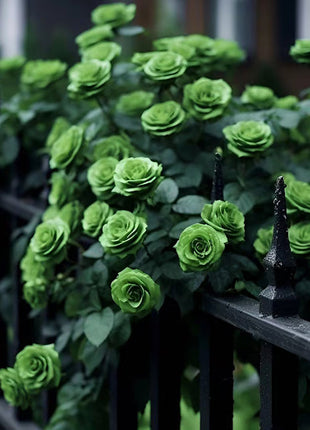 Rare Green Rose Flower Seeds