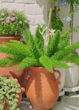 Asparagus Meyeri 'Foxtail Fern' Seeds