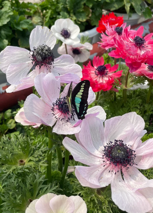 🌸Double Anemone Seeds