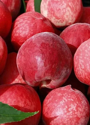 Blood Peach Seeds