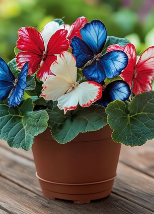 Patriotic Butterfly Begonia