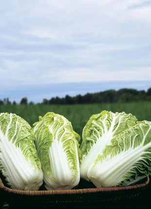 Cabbage Bilko F1 Organic