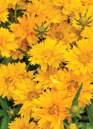 🌸Double Cosmos Seeds-Flower of Happiness