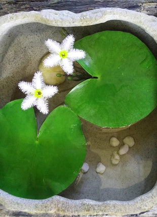 Water Snowflake Nymphoides indica