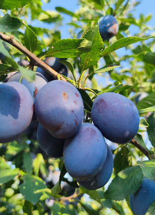 Blue Honey Prune Seeds