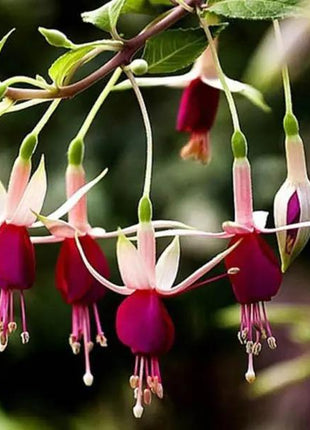 Fuchsia Hybrida Voss Seeds The fairy flower