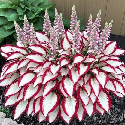 800pcs Red White Hosta Seeds Low Maintenance Hosta Plant Seeds for Planting Perennial Seeds Indoor Outdoor