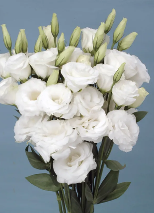 💐Lisianthus - A Sincere and Immutable Love