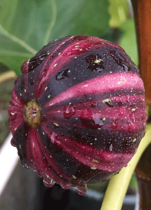 Rainbow Fig Seeds