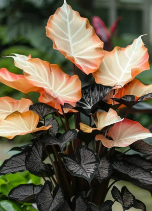 Spectra Leaf Calathea