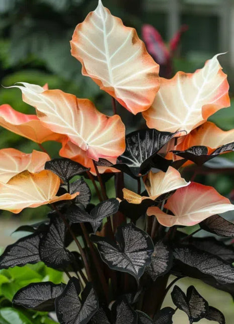 Spectra Leaf Calathea