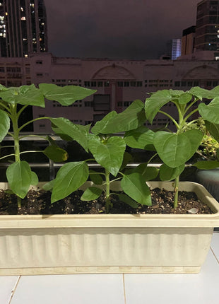 Rare Black Sunflower Seeds