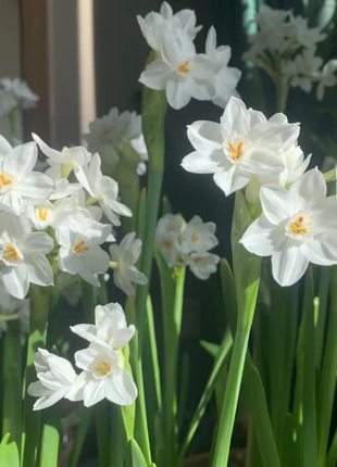 🌺White Purity - Third Generation Daffodils