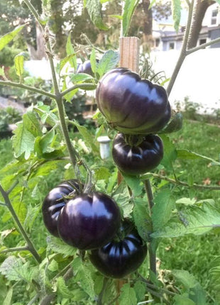 Giant Black Beauty Tomato