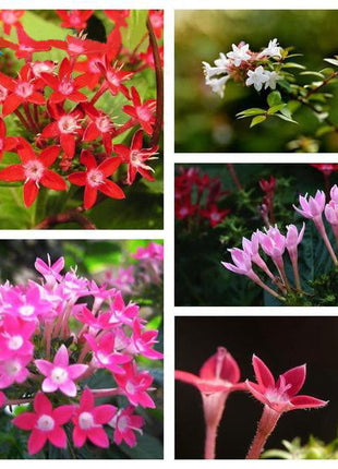 Orange Pentas Bonsai Seeds
