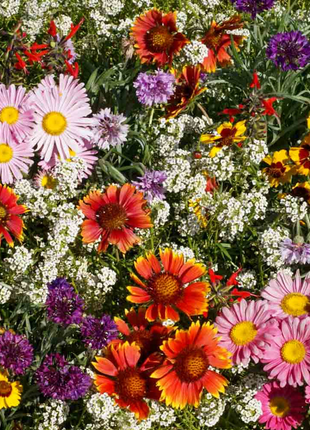 💐Multiple Flower Seeds