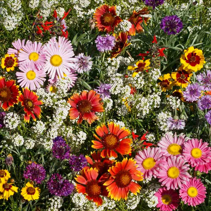 💐Multiple Flower Seeds