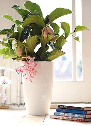 Medinilla Magnifica Flower Seeds