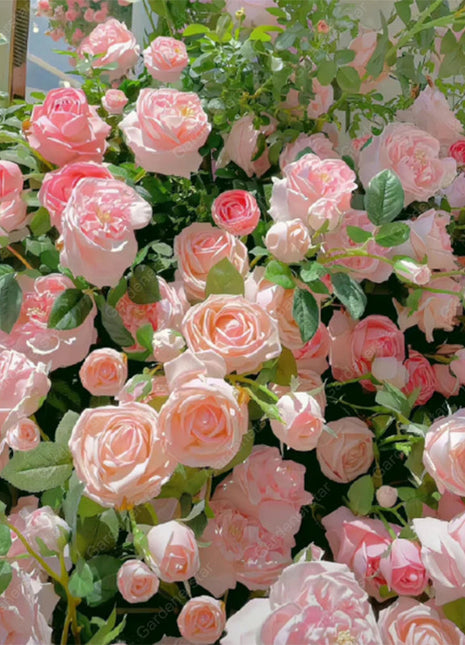 【 Repeat Blooming】🌹Climbing Rose Seeds - Luck Rises