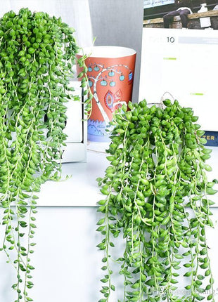 Pearl Chlorophytum Seeds